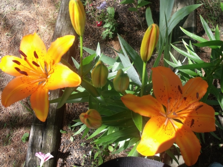 orange-yellow-lilies - nature, beauty, lily, garden, flower