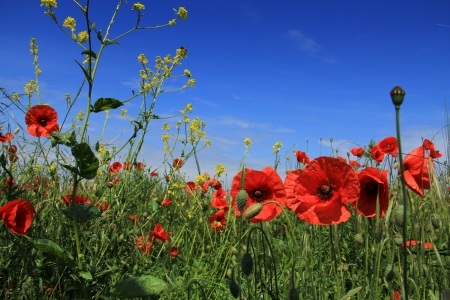 *** Red poppies *** - red, flower, poppies, flowers, nature