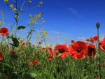 *** Red poppies ***