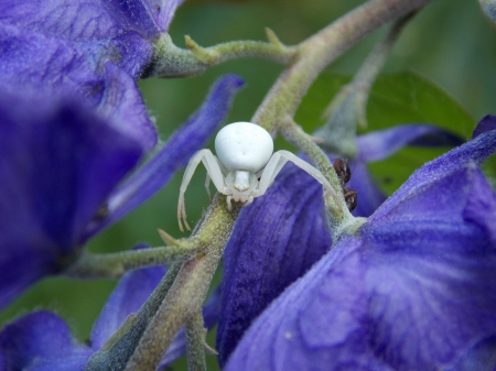 White Spider - spider, white, nature, schpinne