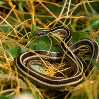 EASTERN RIBBON SNAKE