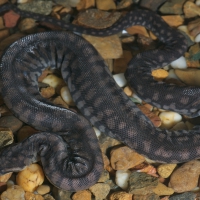 Elephant Trunk Snake