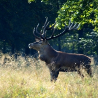 ELK