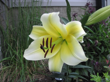 Lily grand - white, yellow, lily, photography, green, flowers