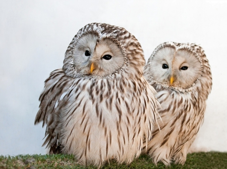 *** Owls *** - owls, birds, animal, animals