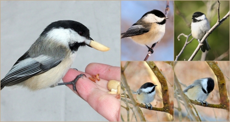 Tiny and Beautiful Chickadee - nature, beauty, collage, birds