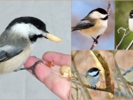 Tiny and Beautiful Chickadee