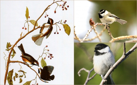 Beautiful Little Chickadee - nature, beauty, collage, birds, chickadee