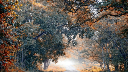 lovely country road in morning fog - road, fence, forest, fog