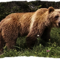 Female Grizzly Bear 2