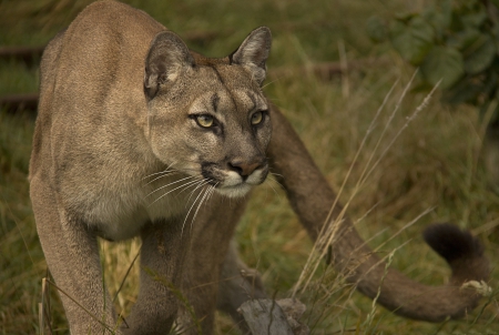 *** Puma *** - animal, puma, wild, cat, animals