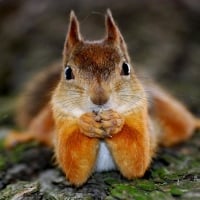 Funny Squirrel