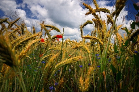 Cornfield with Flowers - blossoms, cornflowers, poppies, grain