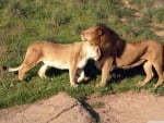 Lion Pair