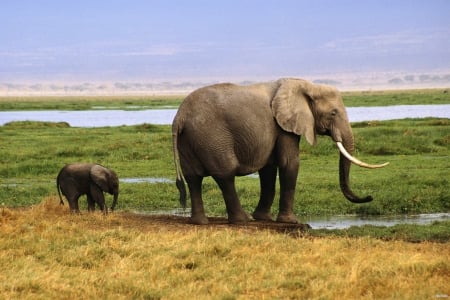 Elephants - elephants, nice, and, baby