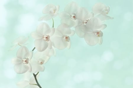 Pale - pale, orchid, flower, blue