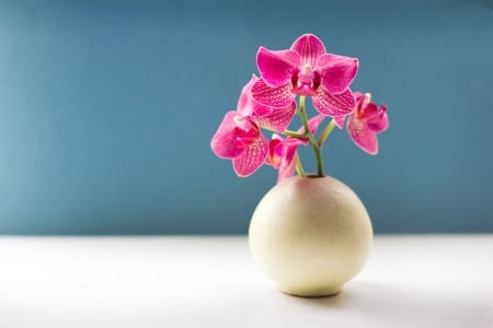 Pink Orchid - vase, orchid, flower, pink