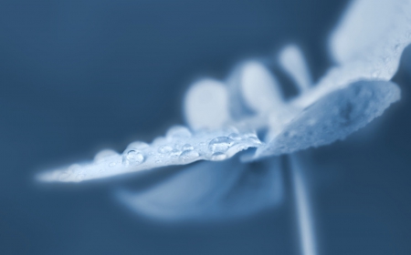 * - mood, delicate, macro, orchid, pale, flower