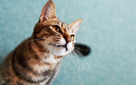 Cat - sleepy, cute, beautiful, cat, sleeping, kitty, cats, hat, cat face, paws, face, animals, pretty, beauty, sweet, kitten, lovely