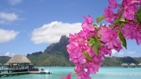 Tropical Beach - water, bougainville, sea, flower, mountain