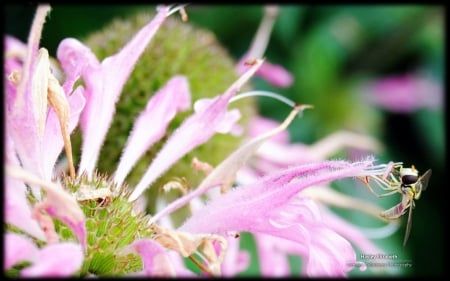 Delicate - delicate, insects, summer, photography, s, HD, spring, petals, pink, flowers, nature, macro, pint petals, wallpaper