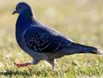 Pigeon