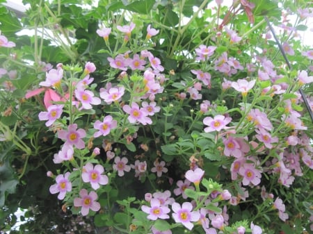 Greenhouse photography day 11 - pink, photography, green, flowers, garden