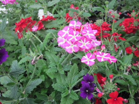 Greenhouse photography day 15 - Flowers, purple, garden, red, photography, Pink