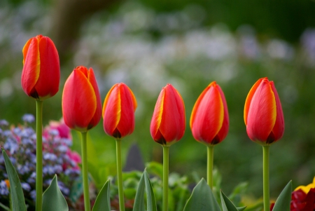 *** Red tulips *** - red, flower, tulips, flowers, nature