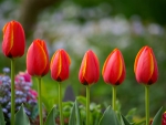 *** Red tulips ***