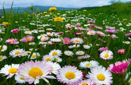 *** Daisies *** - flowers, daisies, nature, meadow