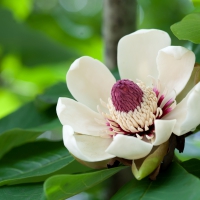 *** Magnolia **