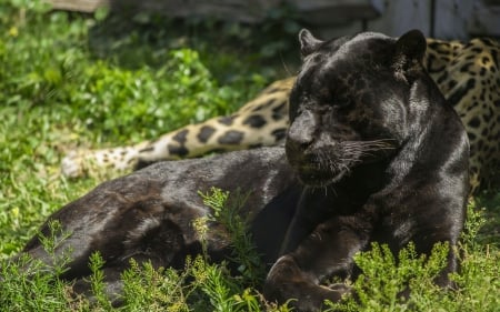 *** Black Panther *** - panther, animal, animals, black, cat, wild