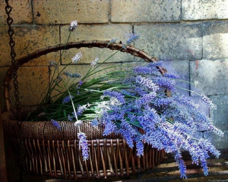 lovely basket of lavender