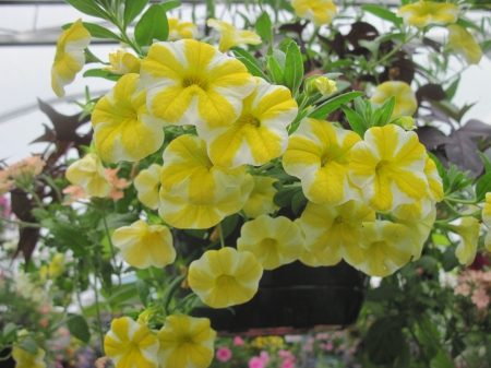 Greenhouse photography day 25 - yellow, photography, green, petunias, basket, garden