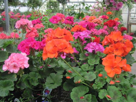 Greenhouse photography day 30 - pink, photography, green, orange, flowers, garden