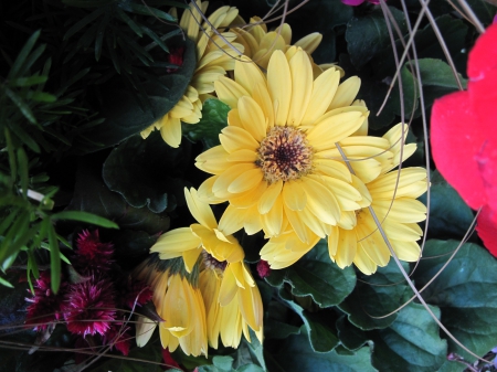 Greenhouse photography day 35 - yellow, photography, daisy, flowers, garden