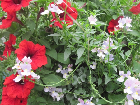 Greenhouse photography day 37 - red, photography, green, petunias, flowers, garden