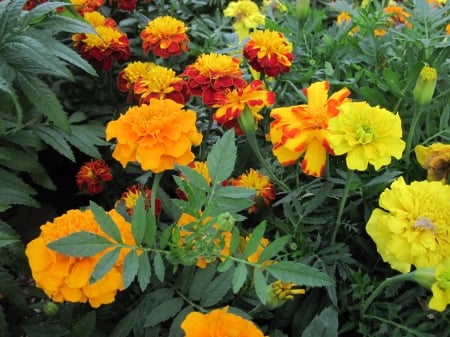 Greenhouse photography day 45 - yellow, photography, green, orange, flowers, leaf