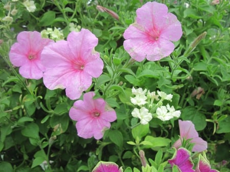 Greenhouse photography day 47 - pink, photography, green, petunias, flowers, garden