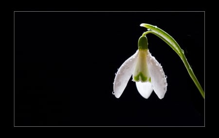 *** Snowdrop *** - flowers, snowdrop, flower, nature