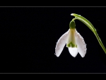 *** Snowdrop ***