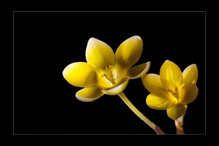 *** Buttercups *** - flowers, flower, yellow, nature