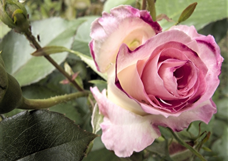 *** Pink rose *** - nature, flowers, rose, pink