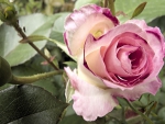 *** Pink rose ***