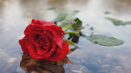 *** Red rose *** - red, flower, rose, flowers, nature