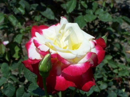 a Double Delight Rose - cool, pretty, lovey, nice