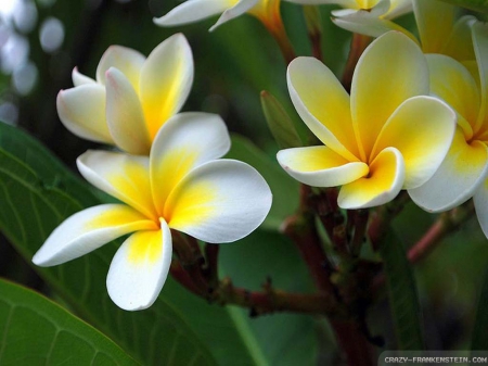 Plumeria - nature, beauty, flowers, plumeria