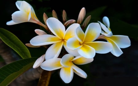 Plumeria - nature, beauty, flowers, plumeria