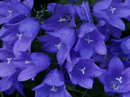 Flower - beauty, flower, nature, purple